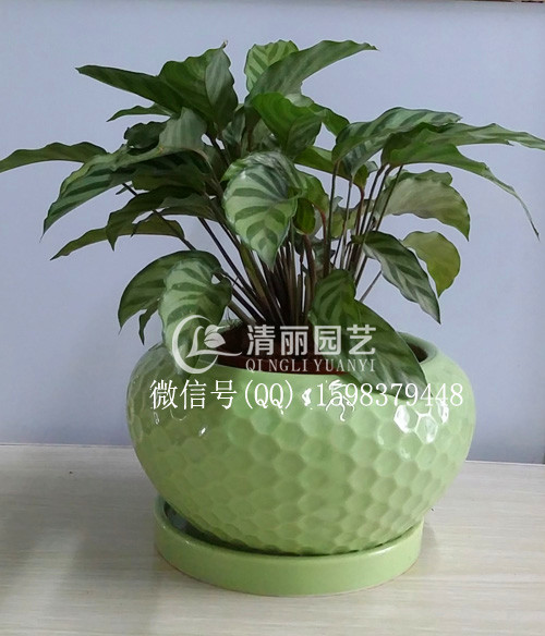 竹芋（绿盆）