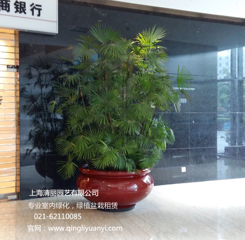 大厅绿化--特大棕竹