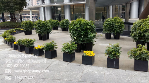 室外广场绿化示例---植物租赁
